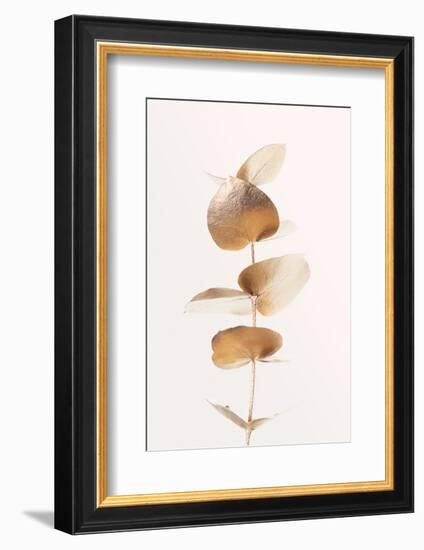 Eucalyptus Gold No 06-1x Studio III-Framed Photographic Print