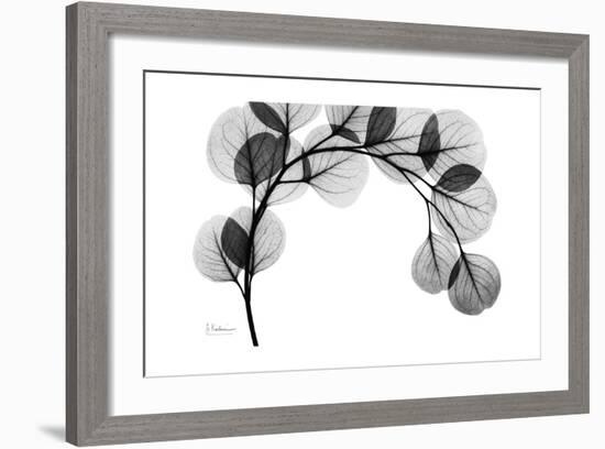 Eucalyptus Gray-Albert Koetsier-Framed Premium Giclee Print