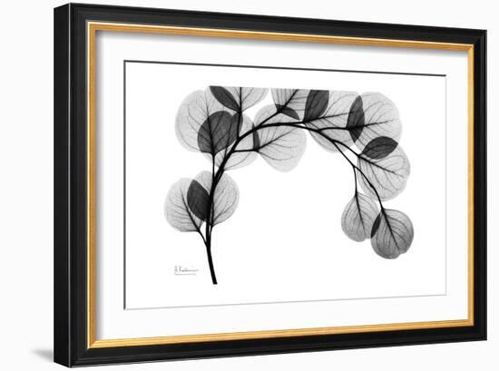 Eucalyptus Gray-Albert Koetsier-Framed Premium Giclee Print