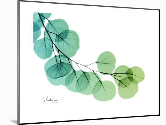 Eucalyptus Green Blue-Albert Koetsier-Mounted Premium Giclee Print