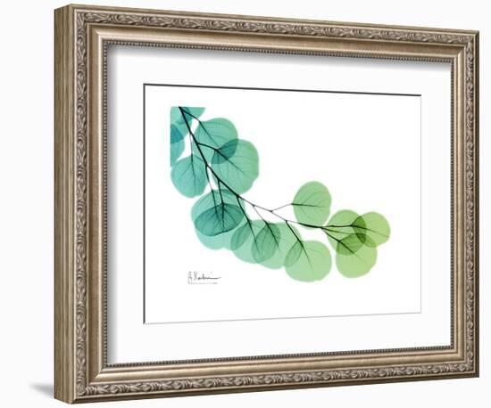 Eucalyptus Green Blue-Albert Koetsier-Framed Premium Giclee Print