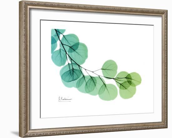 Eucalyptus Green Blue-Albert Koetsier-Framed Premium Giclee Print