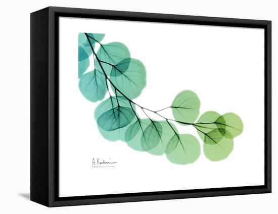 Eucalyptus Green Blue-Albert Koetsier-Framed Stretched Canvas
