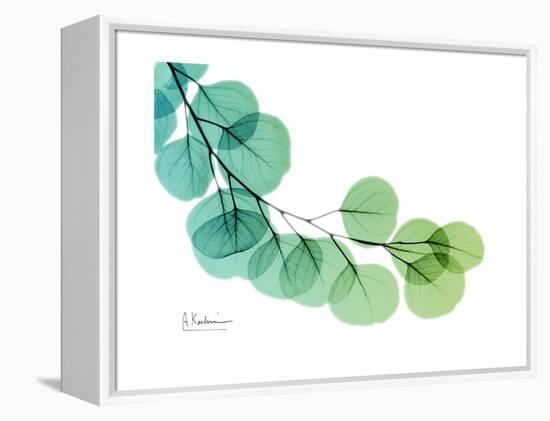 Eucalyptus Green Blue-Albert Koetsier-Framed Stretched Canvas