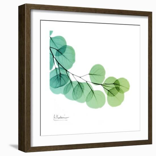 Eucalyptus Green-Albert Koetsier-Framed Art Print