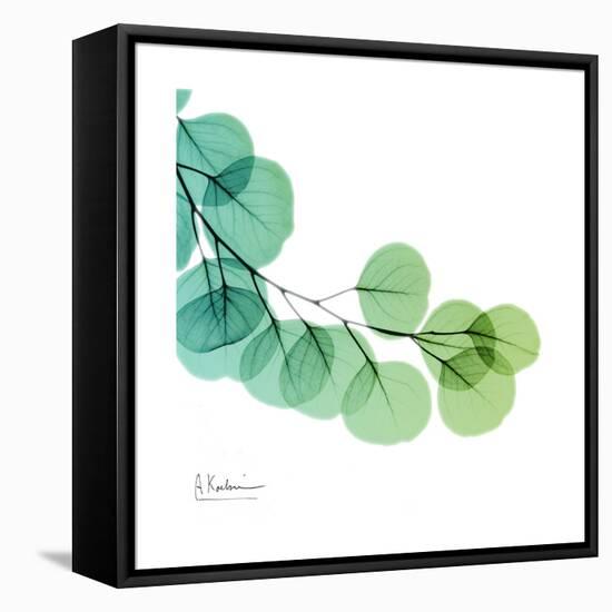 Eucalyptus Green-Albert Koetsier-Framed Stretched Canvas