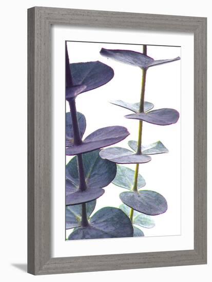 Eucalyptus I-Monika Burkhart-Framed Photographic Print