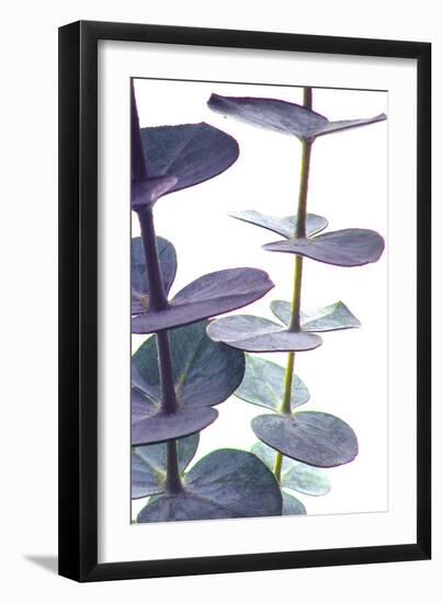 Eucalyptus I-Monika Burkhart-Framed Photographic Print