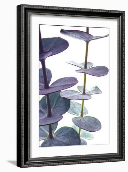 Eucalyptus I-Monika Burkhart-Framed Photographic Print