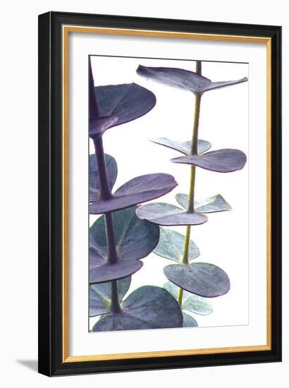 Eucalyptus I-Monika Burkhart-Framed Photographic Print