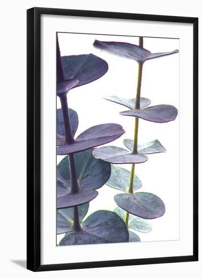 Eucalyptus I-Monika Burkhart-Framed Photographic Print