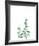 Eucalyptus II-Ann Solo-Framed Art Print