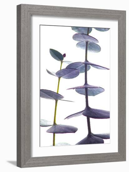 Eucalyptus II-Monika Burkhart-Framed Photographic Print