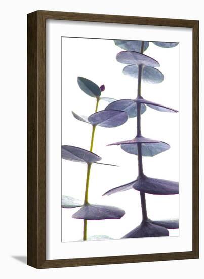 Eucalyptus II-Monika Burkhart-Framed Photographic Print