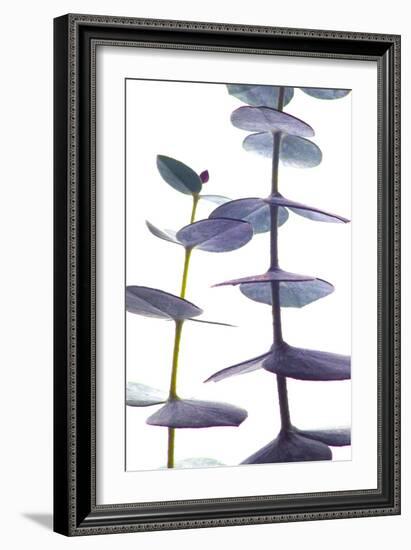 Eucalyptus II-Monika Burkhart-Framed Photographic Print