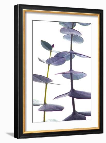 Eucalyptus II-Monika Burkhart-Framed Photographic Print