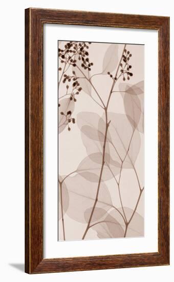 Eucalyptus III-Steven N^ Meyers-Framed Art Print