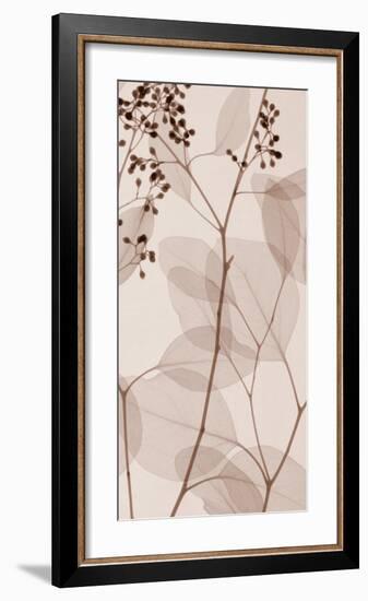 Eucalyptus III-Steven N^ Meyers-Framed Art Print