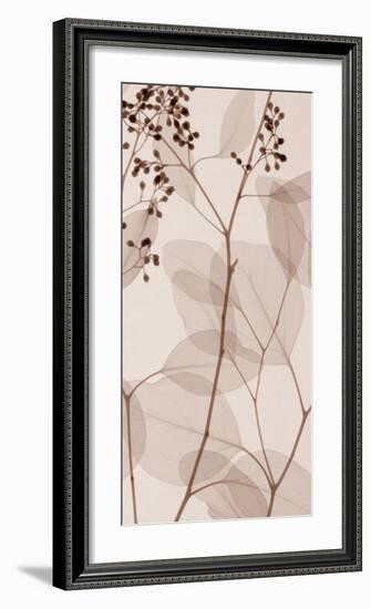 Eucalyptus III-Steven N^ Meyers-Framed Art Print