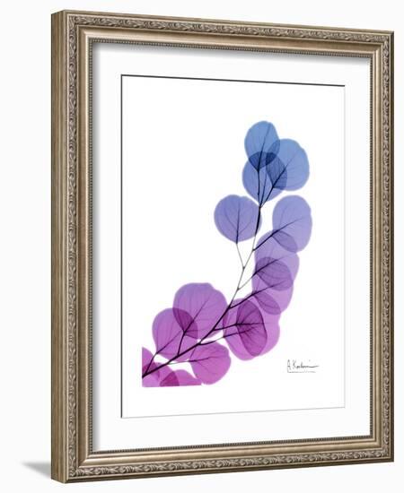 Eucalyptus in Purp-Albert Koetsier-Framed Premium Giclee Print