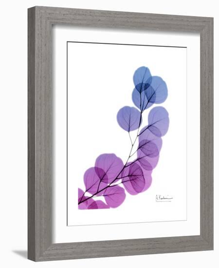 Eucalyptus in Purp-Albert Koetsier-Framed Premium Giclee Print