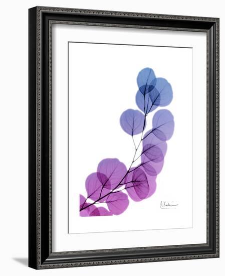 Eucalyptus in Purp-Albert Koetsier-Framed Premium Giclee Print