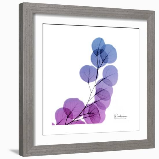 Eucalyptus in Purp-Albert Koetsier-Framed Art Print