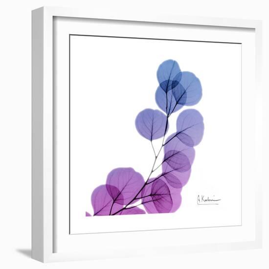 Eucalyptus in Purp-Albert Koetsier-Framed Art Print