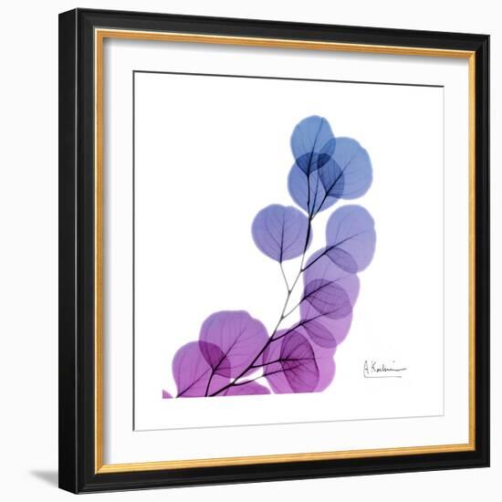 Eucalyptus in Purp-Albert Koetsier-Framed Art Print