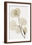 Eucalyptus Leaves-Steven N^ Meyers-Framed Art Print