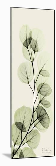 Eucalyptus Moment-Albert Koetsier-Mounted Art Print