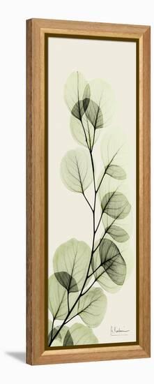 Eucalyptus Moment-Albert Koetsier-Framed Stretched Canvas