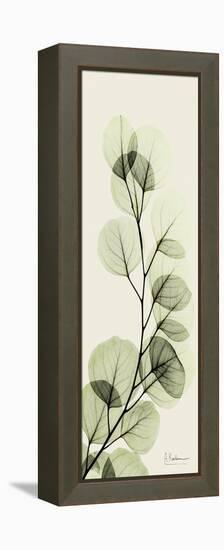 Eucalyptus Moment-Albert Koetsier-Framed Stretched Canvas