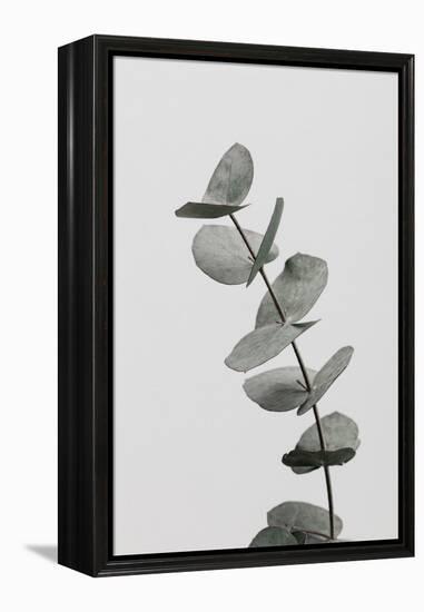 Eucalyptus Natural 06-1x Studio III-Framed Premier Image Canvas