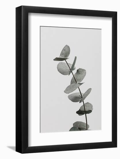 Eucalyptus Natural 06-1x Studio III-Framed Photographic Print