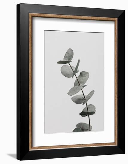 Eucalyptus Natural 06-1x Studio III-Framed Photographic Print