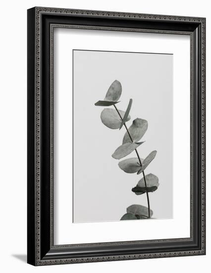 Eucalyptus Natural 06-1x Studio III-Framed Photographic Print