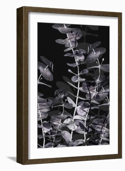 Eucalyptus_Negative_002-Pictufy Studio III-Framed Giclee Print