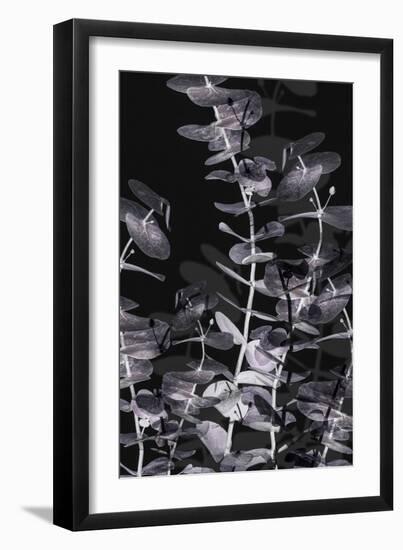 Eucalyptus_Negative_002-Pictufy Studio III-Framed Giclee Print