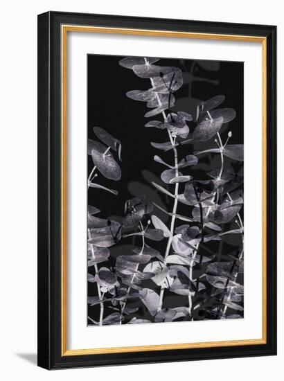 Eucalyptus_Negative_002-Pictufy Studio III-Framed Giclee Print