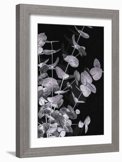 Eucalyptus_Negative_003-Pictufy Studio III-Framed Giclee Print