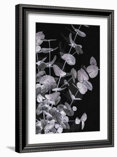 Eucalyptus_Negative_003-Pictufy Studio III-Framed Giclee Print