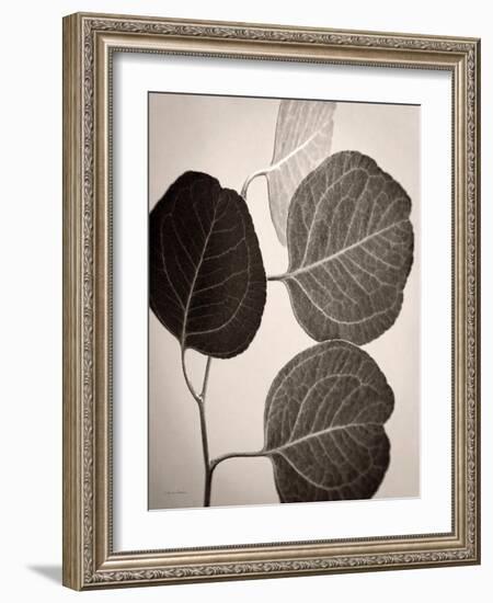 Eucalyptus Sepia-Debra Van Swearingen-Framed Art Print