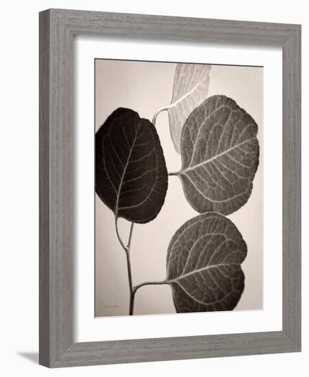 Eucalyptus Sepia-Debra Van Swearingen-Framed Art Print