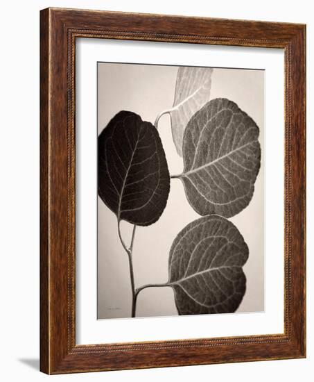 Eucalyptus Sepia-Debra Van Swearingen-Framed Art Print