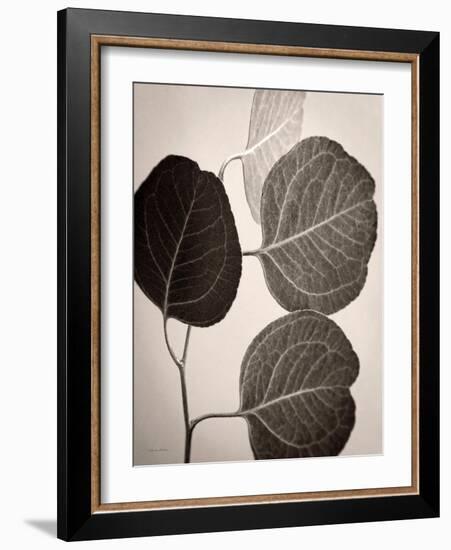 Eucalyptus Sepia-Debra Van Swearingen-Framed Art Print