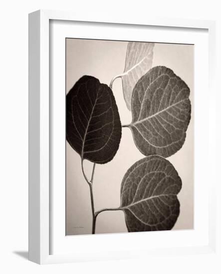 Eucalyptus Sepia-Debra Van Swearingen-Framed Art Print