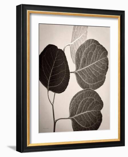 Eucalyptus Sepia-Debra Van Swearingen-Framed Art Print