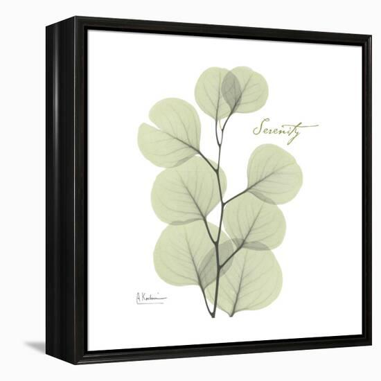 Eucalyptus Serenity-Albert Koetsier-Framed Stretched Canvas
