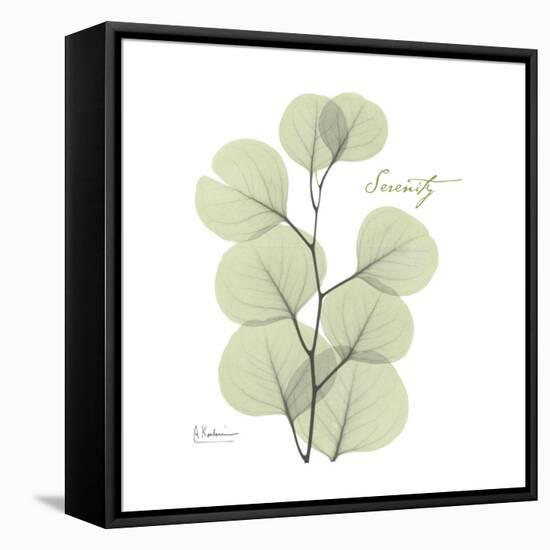 Eucalyptus Serenity-Albert Koetsier-Framed Stretched Canvas